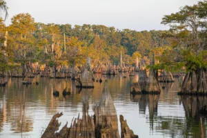 Dead Lakes in Wewahitchka